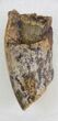 Partial Tyrannosaur Tooth - Hell Creek Formation #30511-1